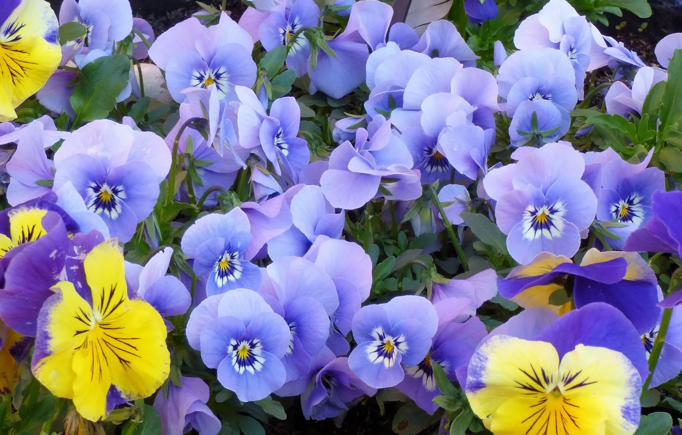 Photo wallpaper flowers, yellow, gentle, Pansy, flowerbed, a lot, lilac, violet