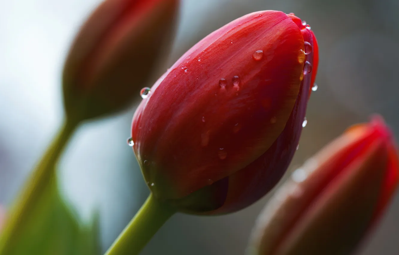 Photo wallpaper macro, flowers, tulips