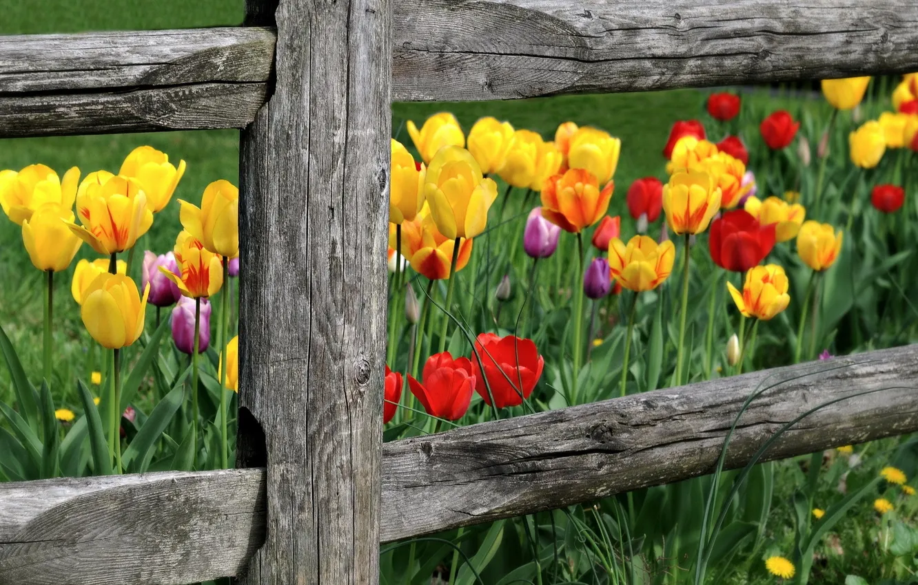 Photo wallpaper flowers, nature, the fence, tulips