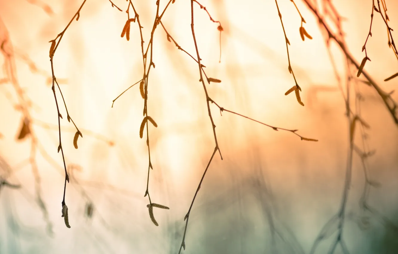 Photo wallpaper light, branches, tree, earrings