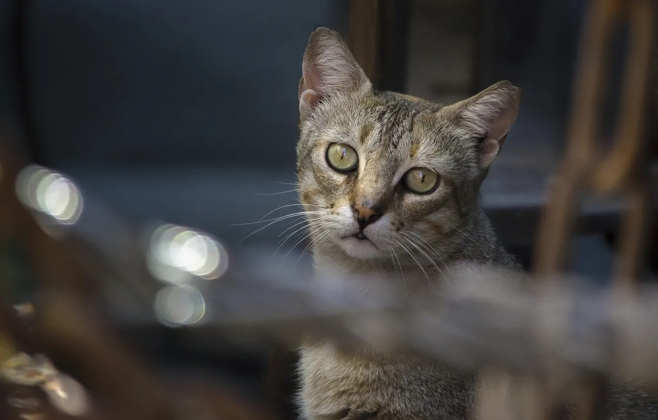 Photo wallpaper cat, cat, muzzle