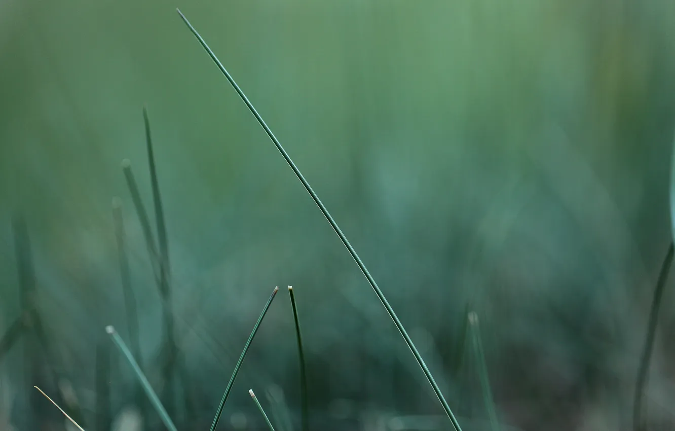 Photo wallpaper greens, grass, macro, nature, green, blur, a blade of grass