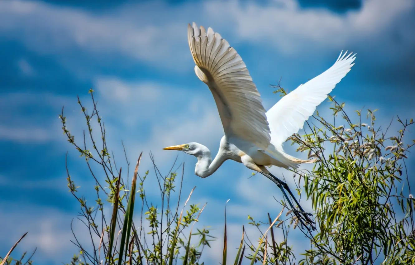 Photo wallpaper white, the sky, bird, wings, stork, Heron