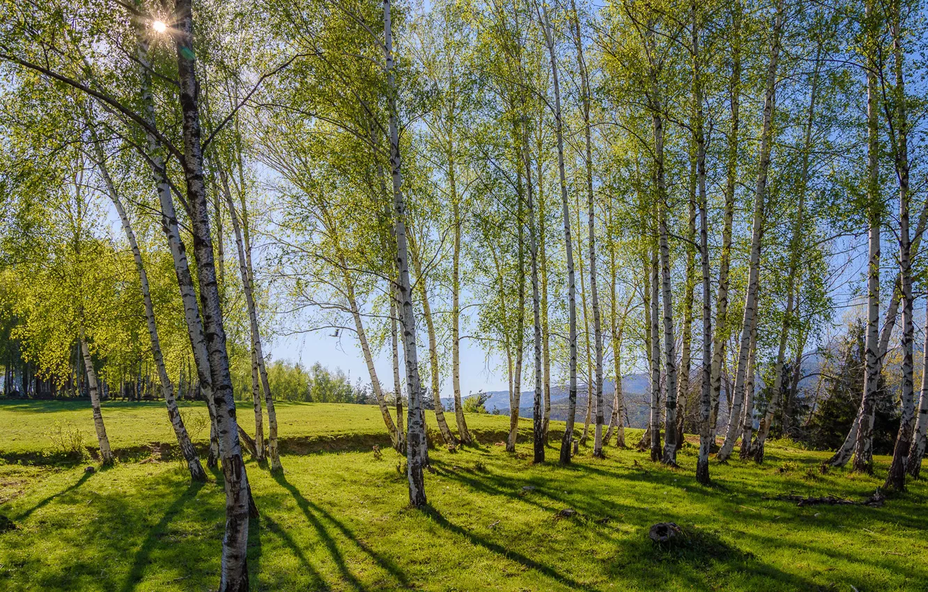 Photo wallpaper grass, trees, landscape, mountains, nature, birch, grass, Sunny