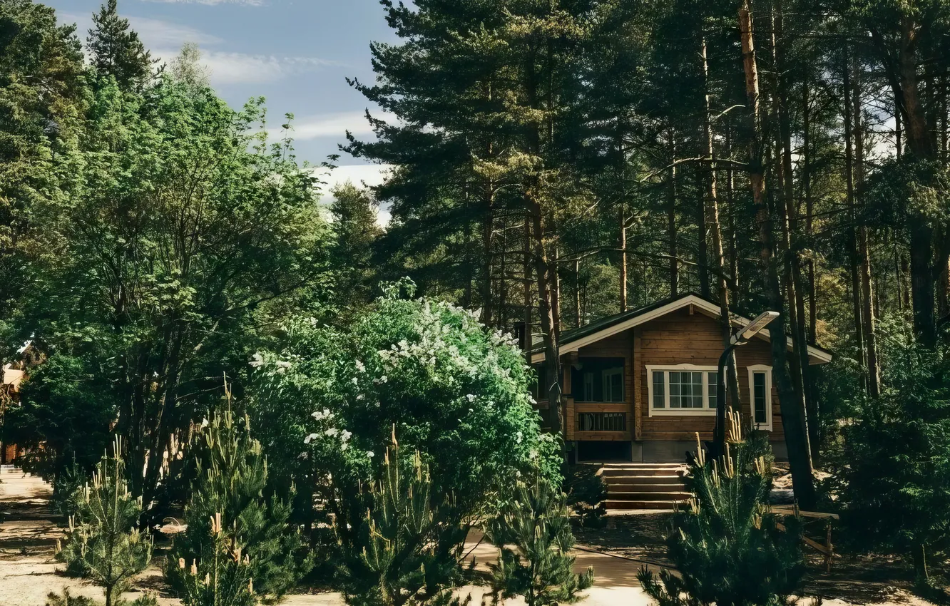 Photo wallpaper forest, nature, house, house, forest, nature