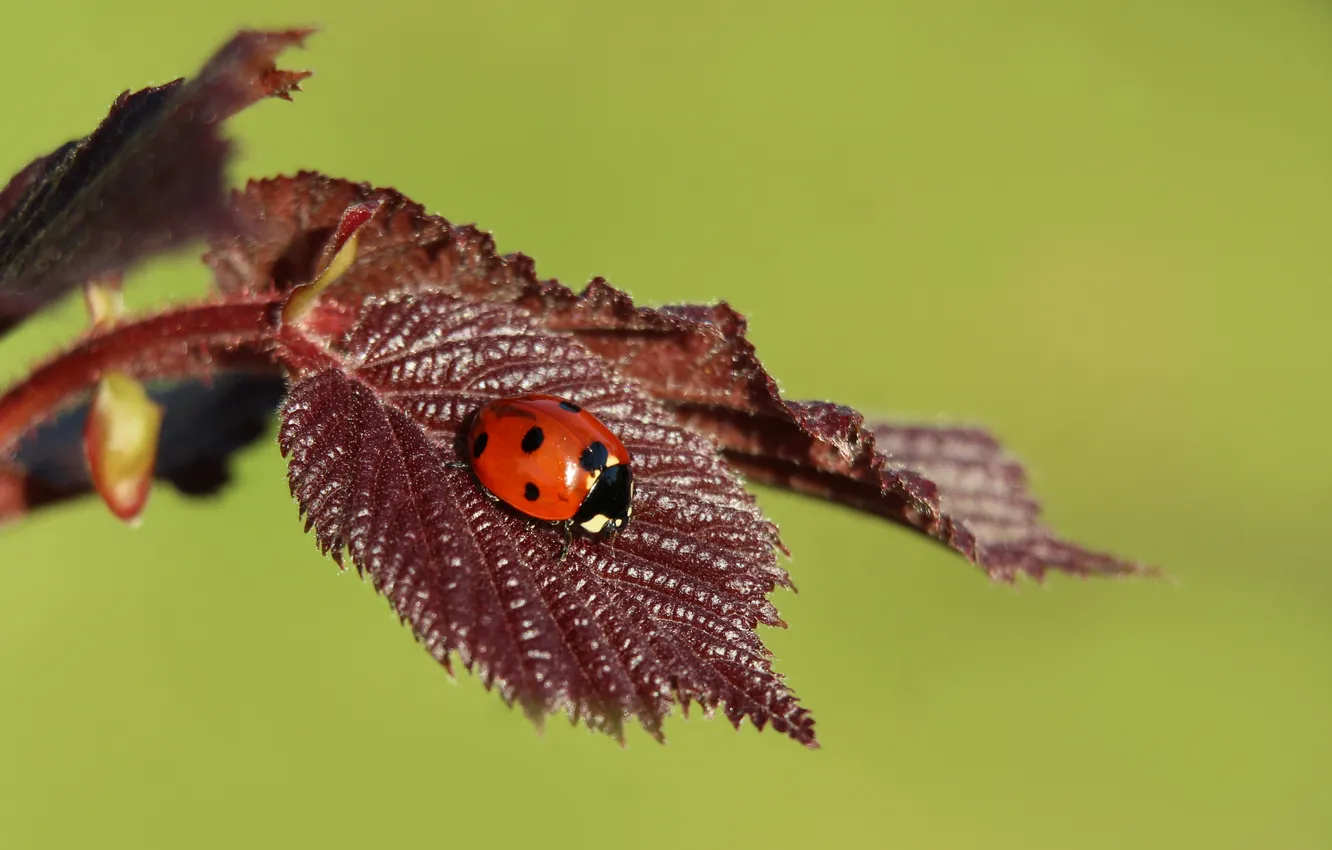Photo wallpaper red, insect, ladybird