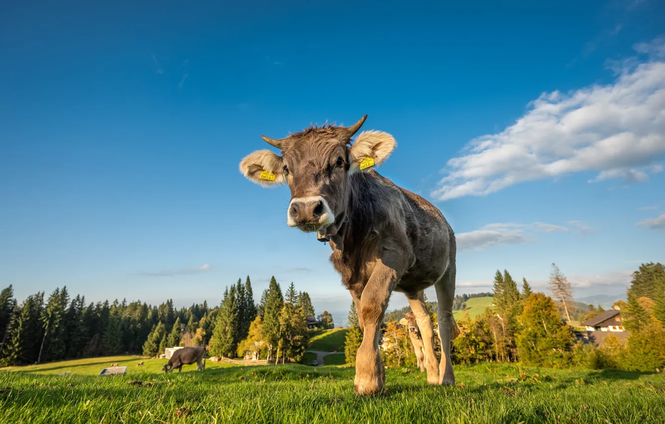 Photo wallpaper face, nature, cows, calf, bull