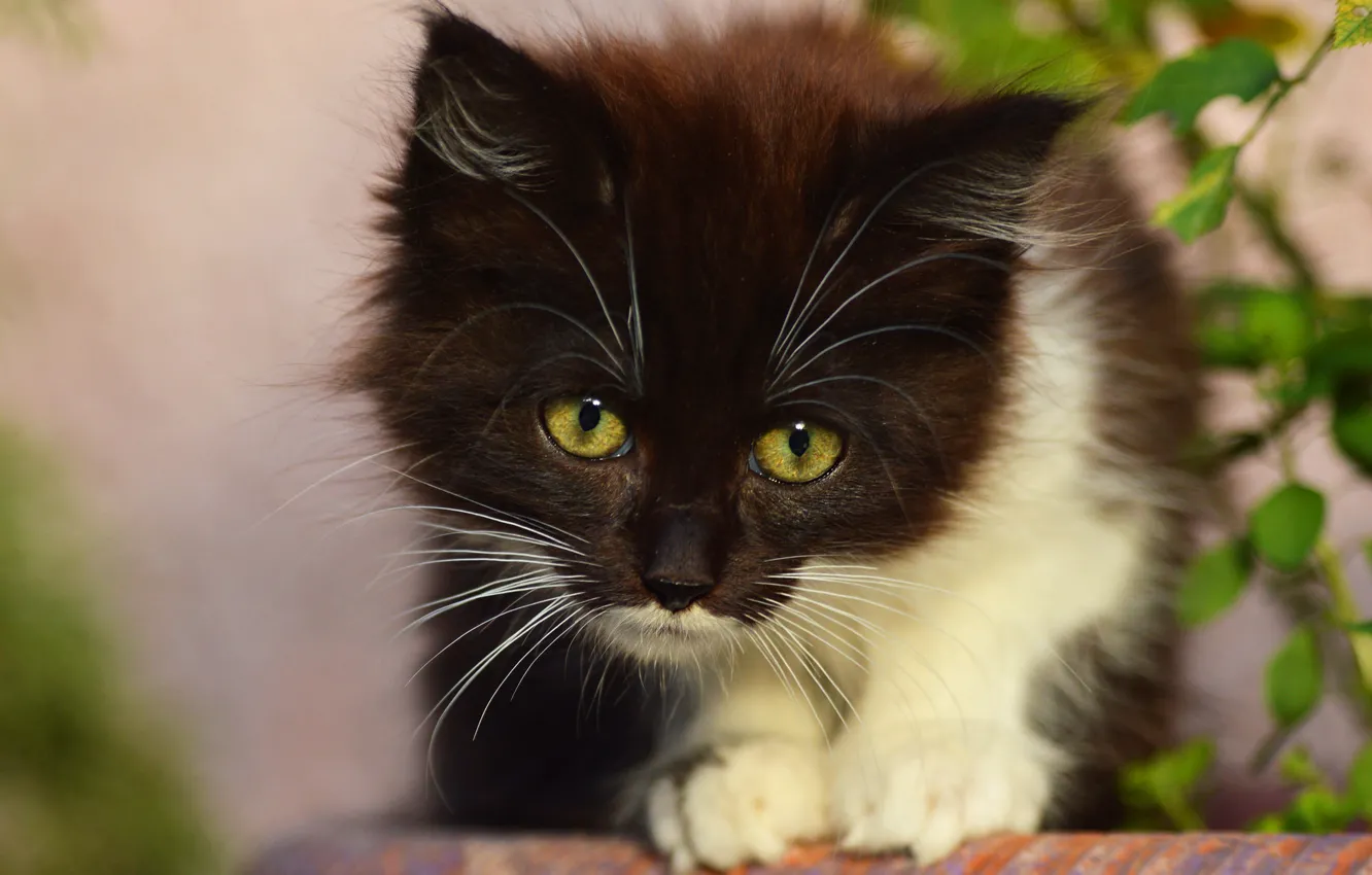 Photo wallpaper cat, look, leaves, pose, kitty, background, black and white, portrait