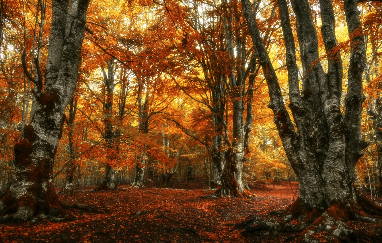 Photo wallpaper autumn, forest, nature