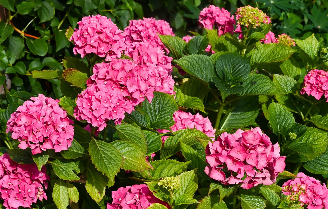 Photo wallpaper leaves, flowers, hydrangea