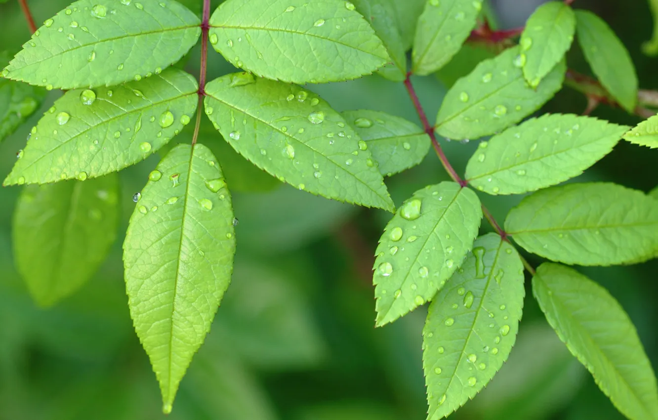 Photo wallpaper leaves, water, drops, branches, Rosa