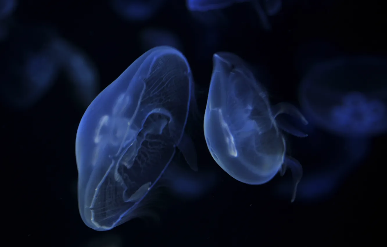 Photo wallpaper dark, jellyfish, blue, float