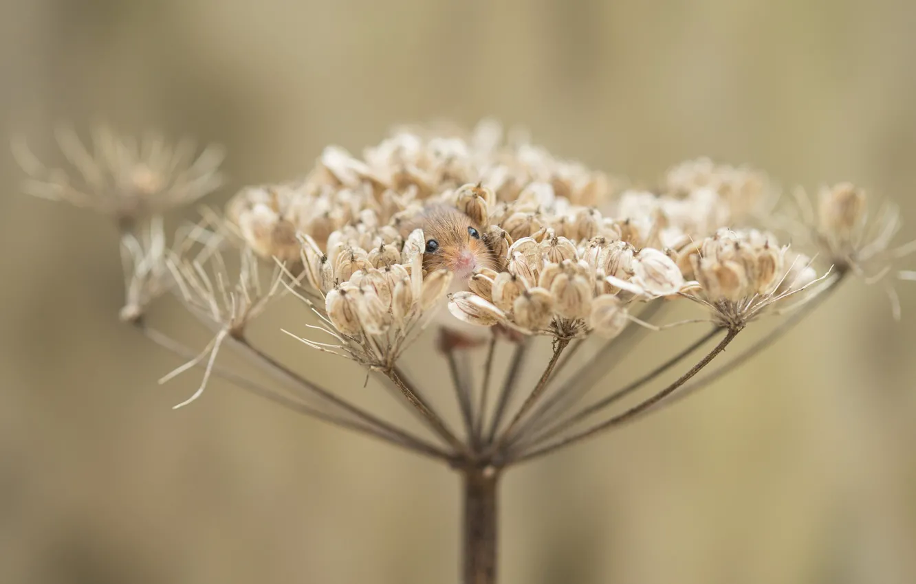 Photo wallpaper mouse, disguise, baby