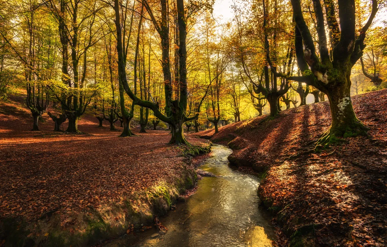 Photo wallpaper autumn, forest, trees, Park, stream, shore, foliage, channel