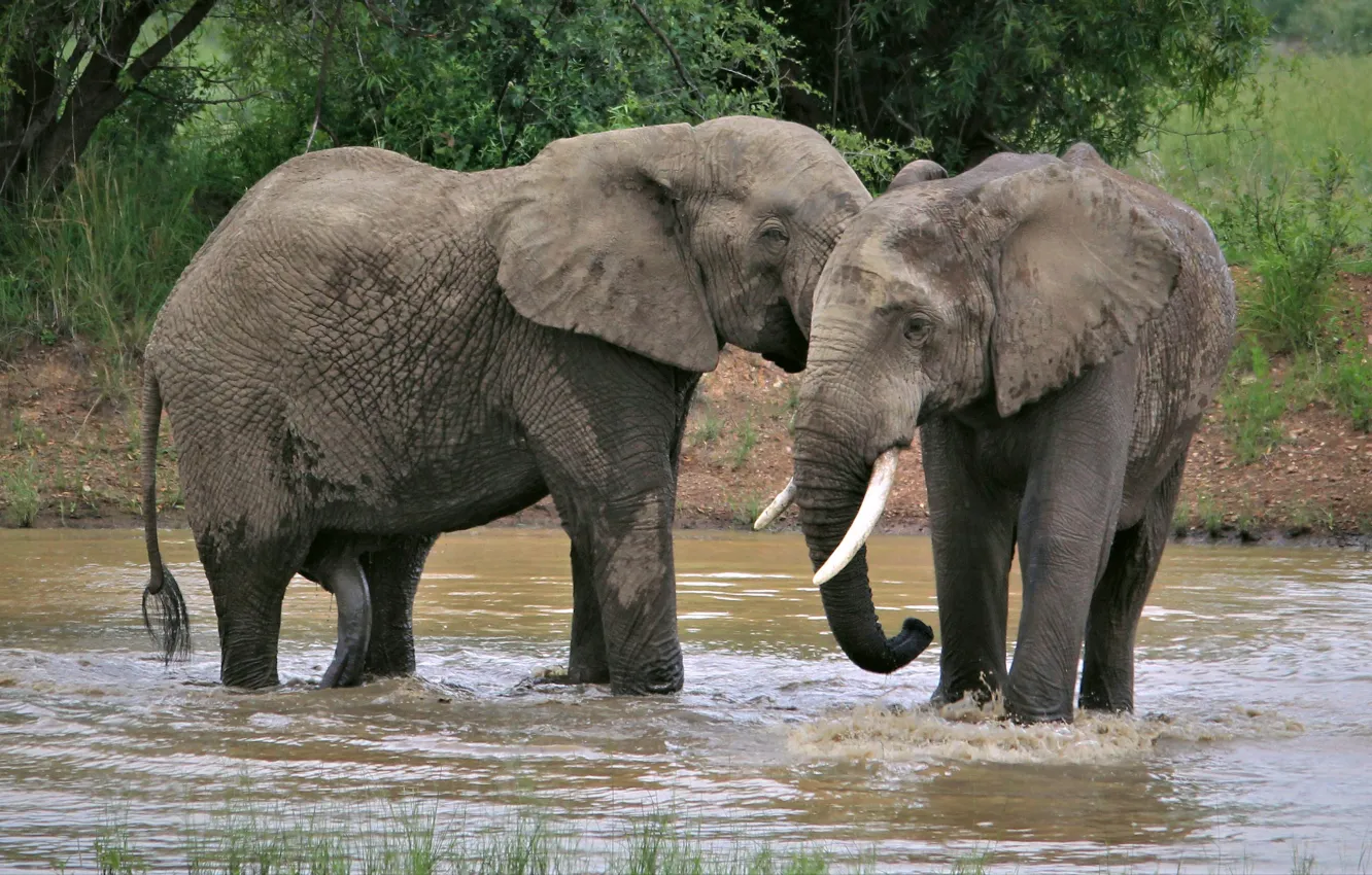 Photo wallpaper Nature, Africa, Elephant, Two, Male, Elephant