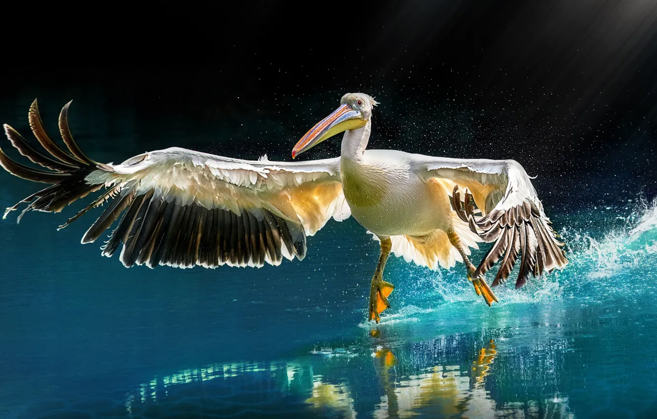 Photo wallpaper water, light, squirt, pose, reflection, the dark background, bird, wings