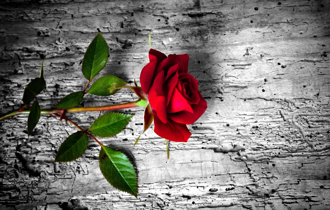 Photo wallpaper flower, rose, red, rose, wood
