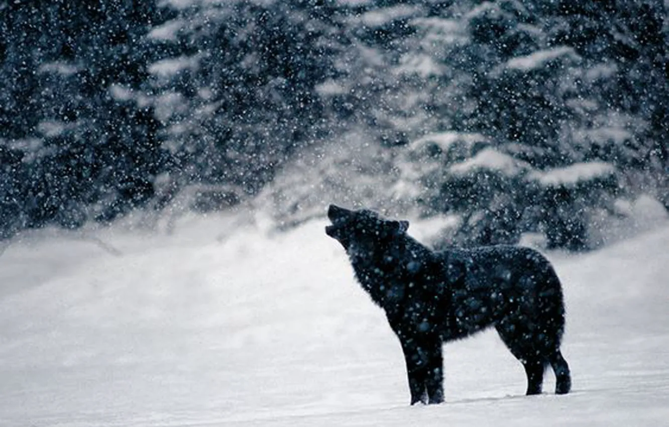 Photo wallpaper Predator, nature, snow, animal, wolf, wildlife, portrait, portrait.
