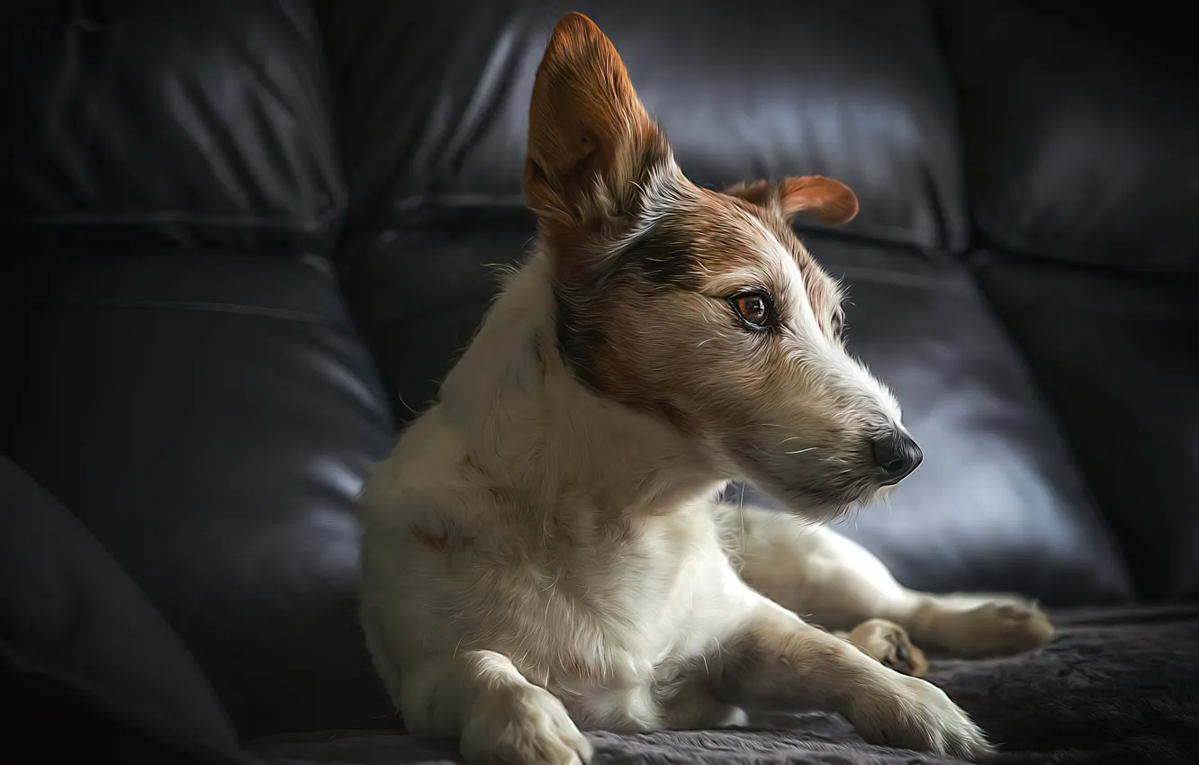 Photo wallpaper each, home, dog