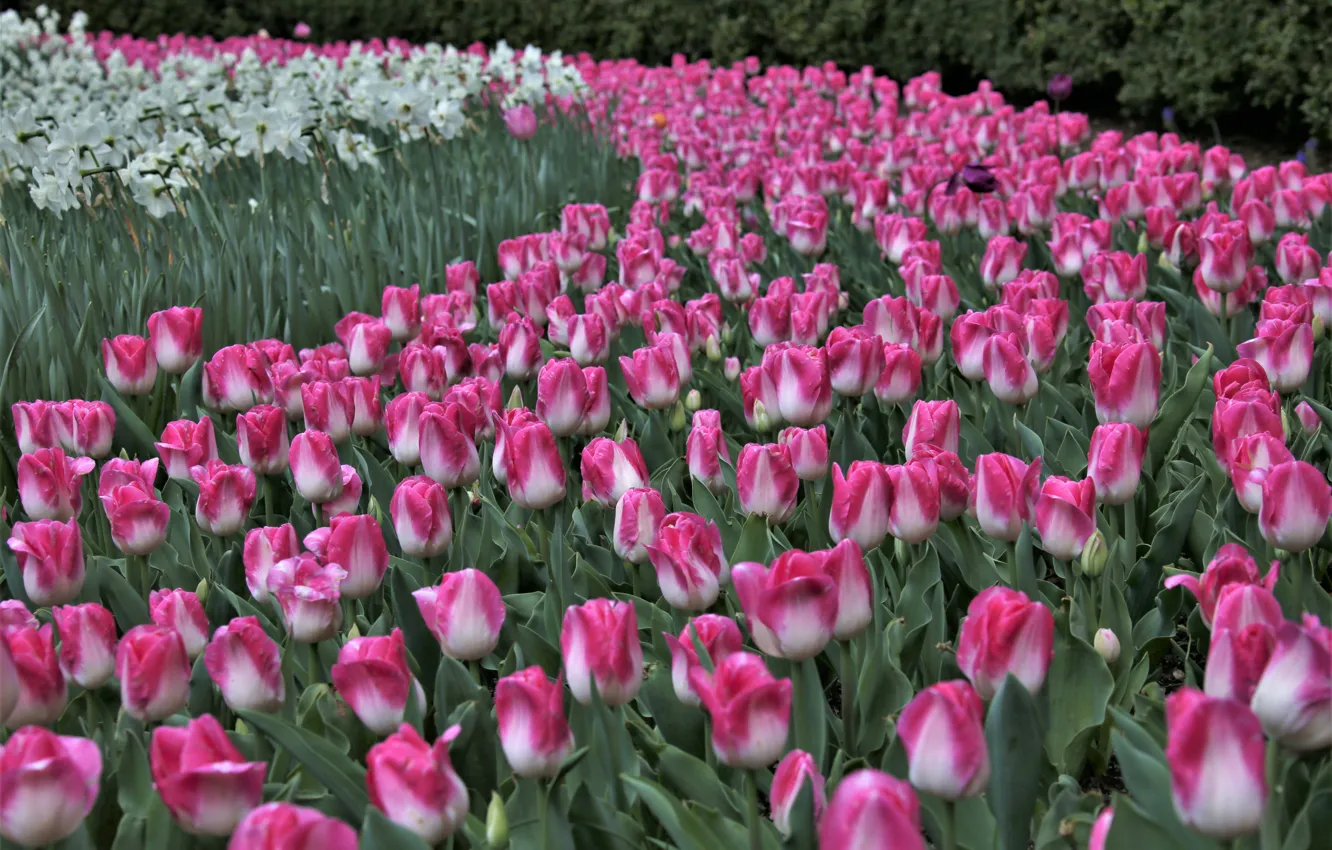 Photo wallpaper tulips, buds, a lot, daffodils