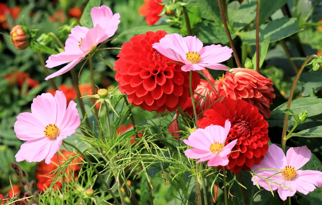 Photo wallpaper greens, flowers, red, garden, pink, flowerbed, dahlias, cosmos