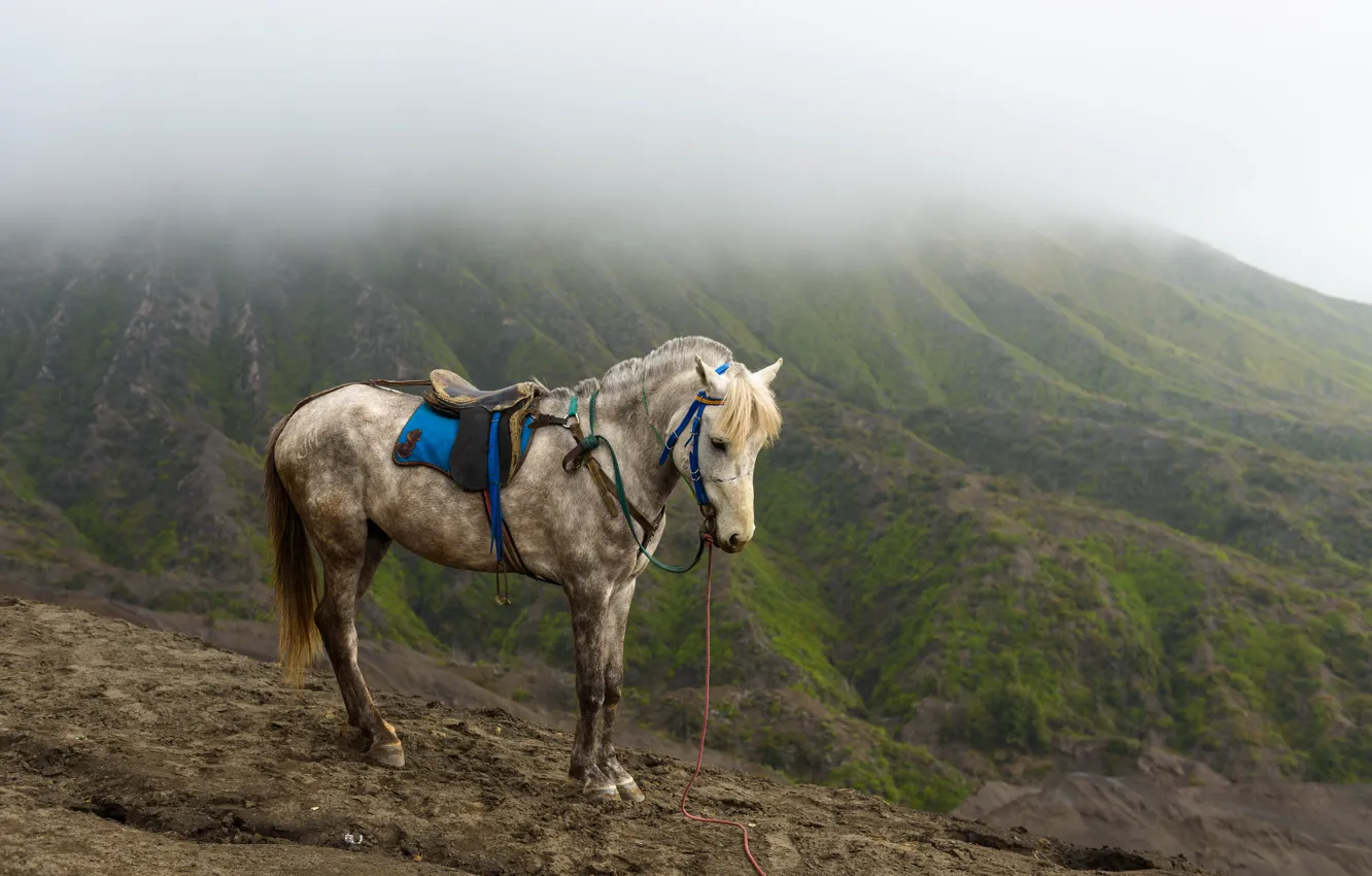 Photo wallpaper mountains, nature, animal, horse