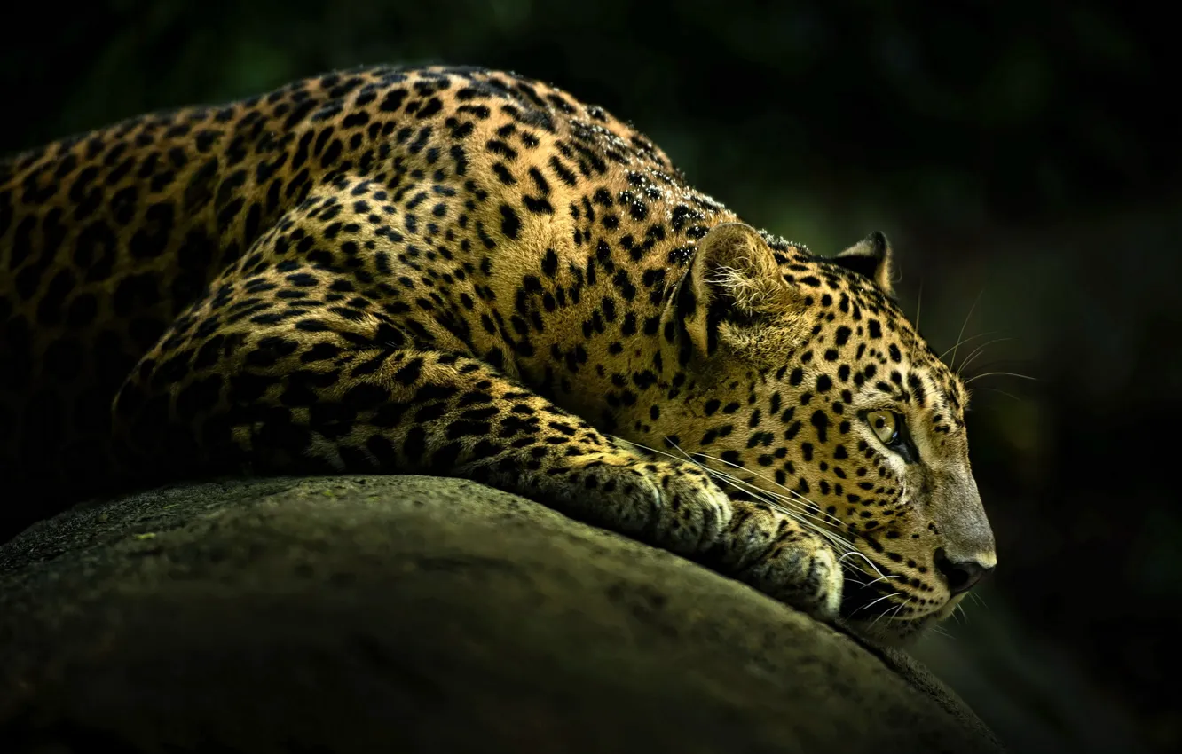 Photo wallpaper cat, background, leopard