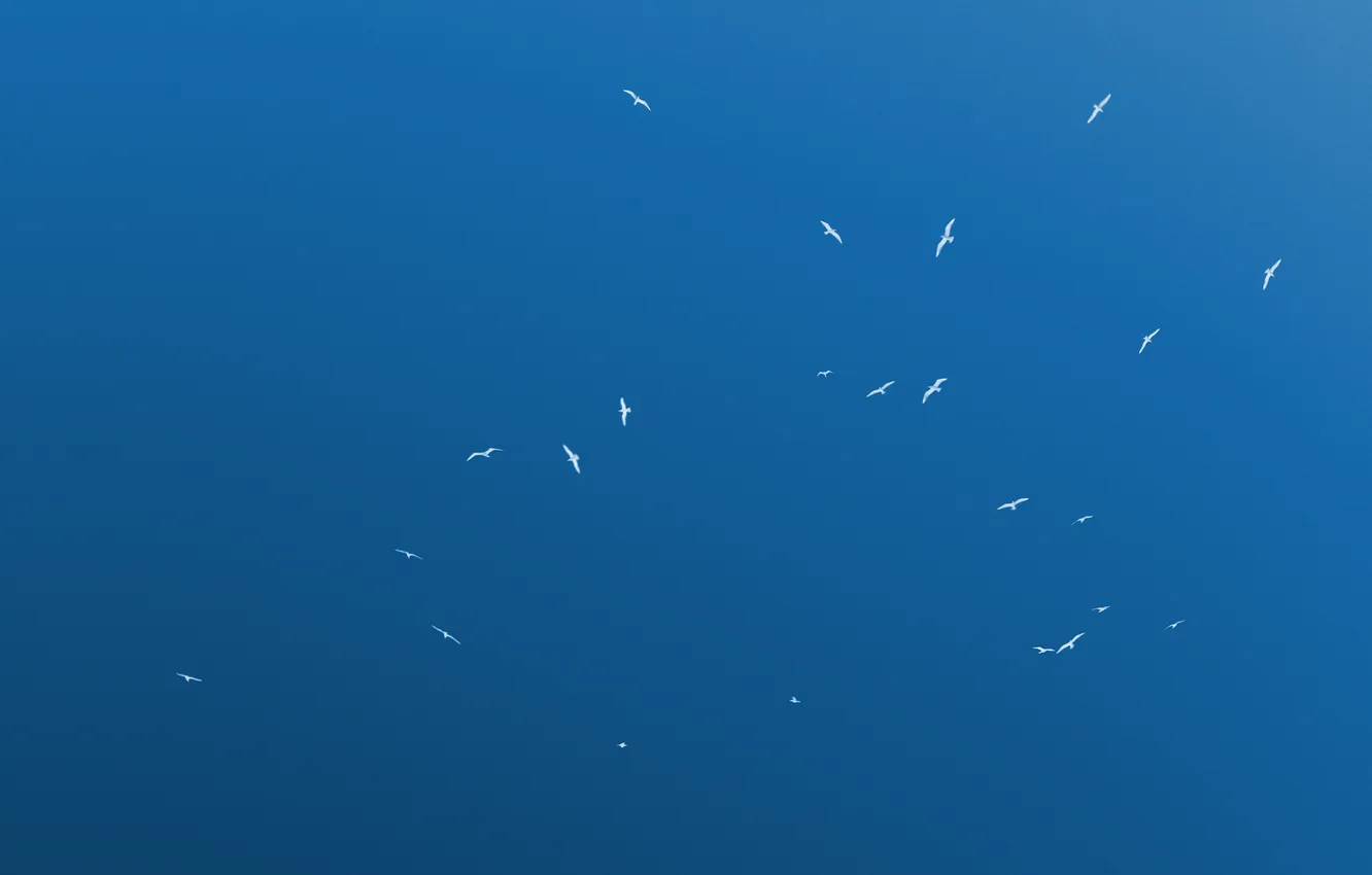 Photo wallpaper the sky, landscape, photo, background, animal, bird, Wallpaper