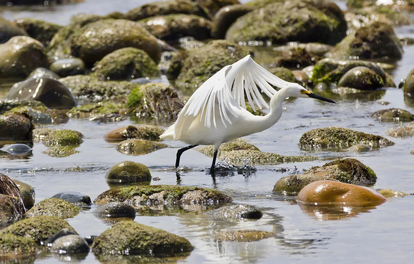 Photo wallpaper water, glare, stones, bird, white egret