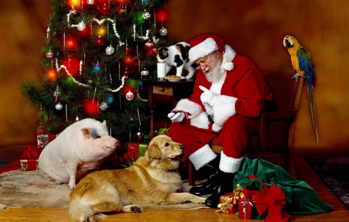 Photo wallpaper cat, cat, lights, glass, green, animal, gift, balls