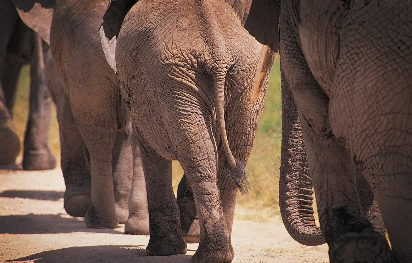 Photo wallpaper animals, Africa, elephants, elephants, large animals, photo of elephants