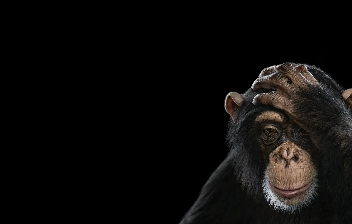 Photo wallpaper photography, simple background, Mammals, chimpanzees, black monkey