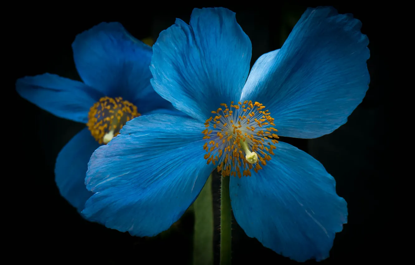 Wallpaper flower, Mac, petals for mobile and desktop, section макро