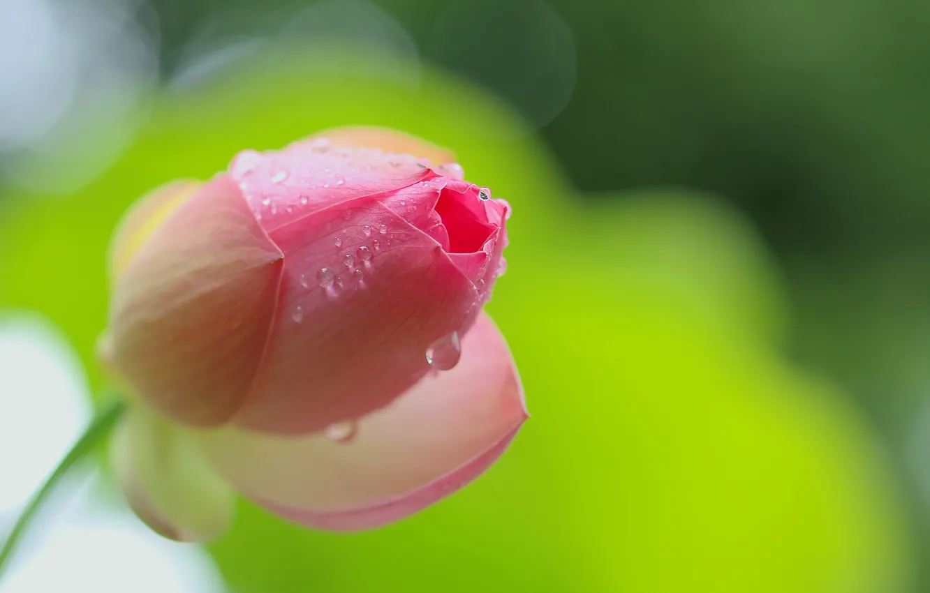 Photo wallpaper drops, flowers, Lotus, Pink flower