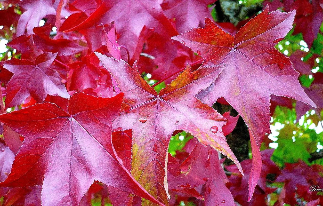 Photo wallpaper trees, leaves, fall, foliage