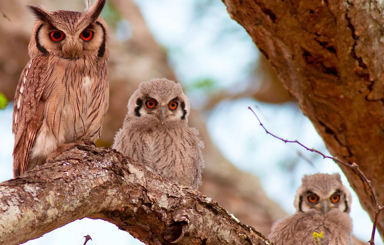 Photo wallpaper birds, tree, owl, Chicks, Southern white-faced scoop