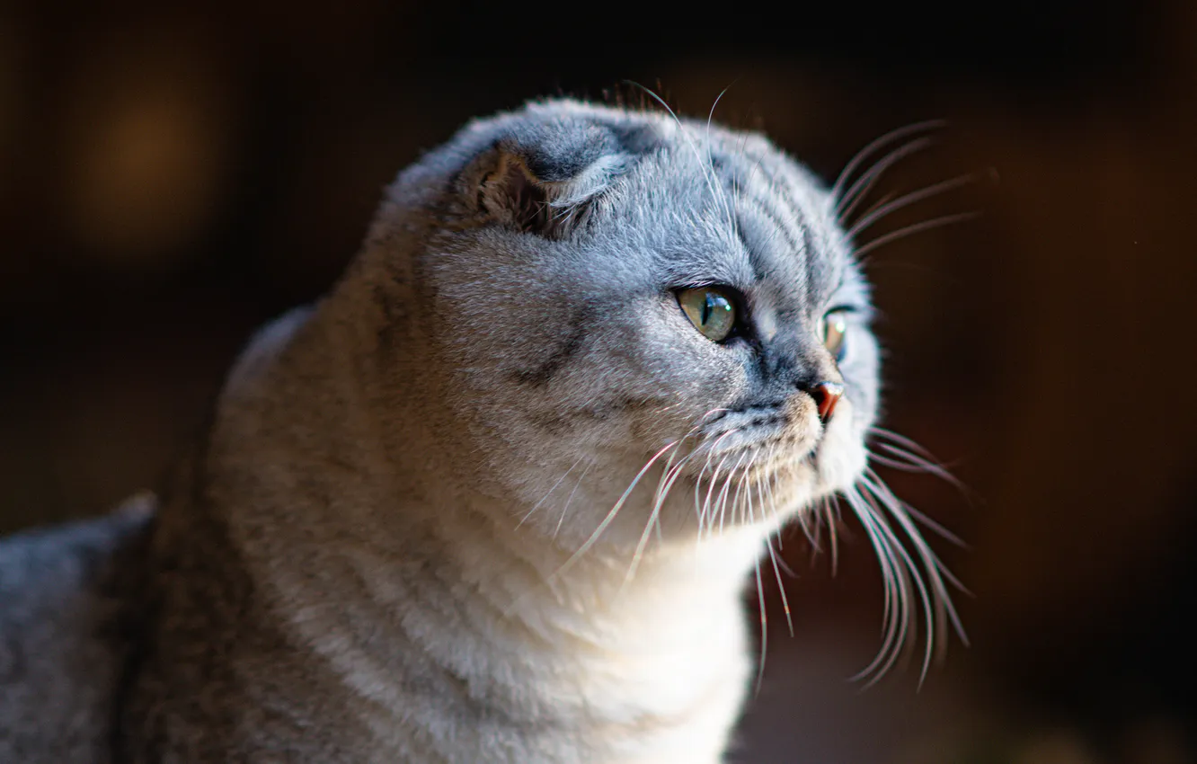 Photo wallpaper cat, cat, look, pose, the dark background, grey, portrait, fold