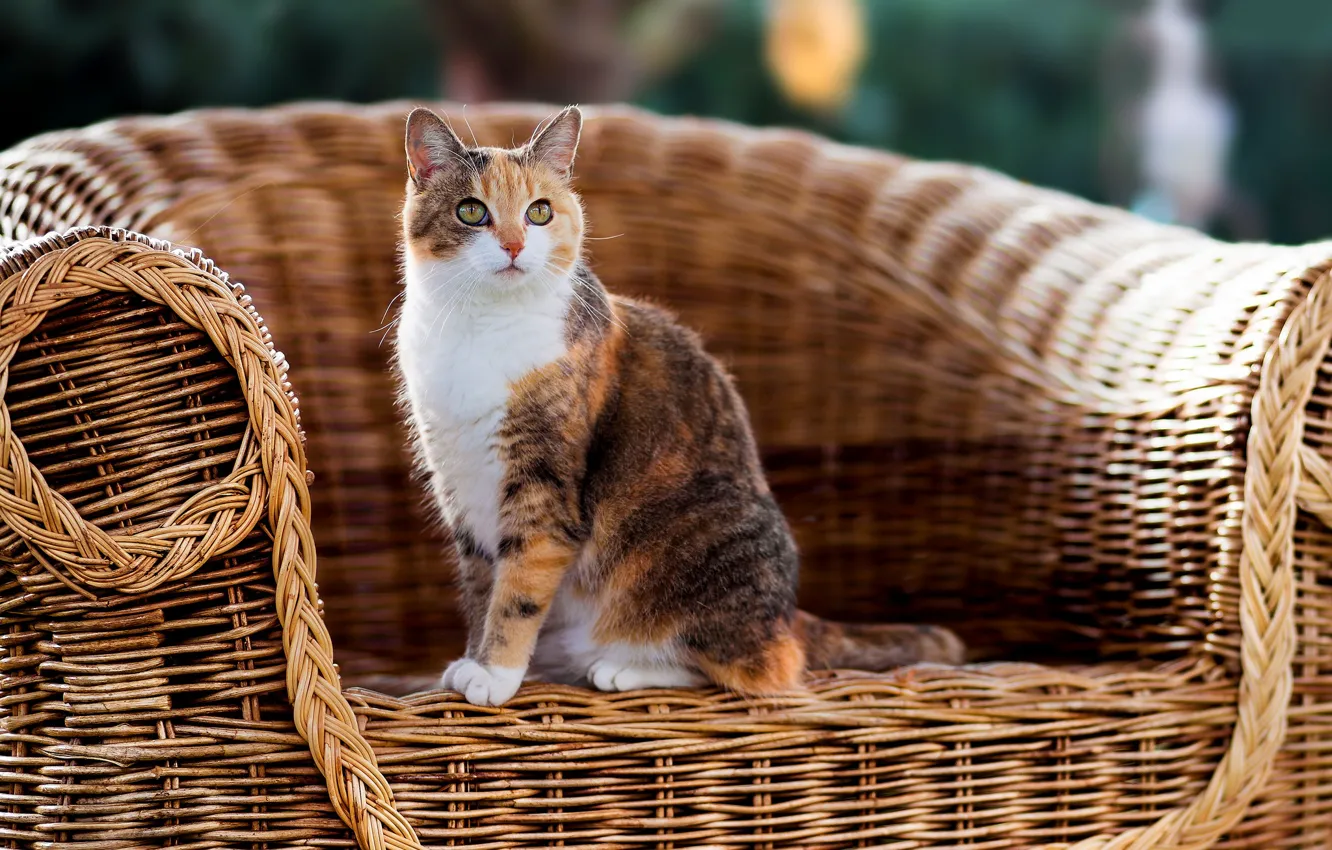 Photo wallpaper cat, chair, wool