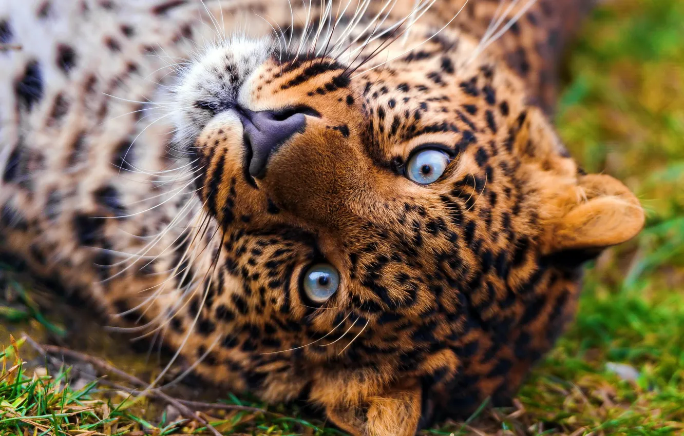 Photo wallpaper face, Wallpaper, leopard, lies, leopard, looks, beautiful, spotted