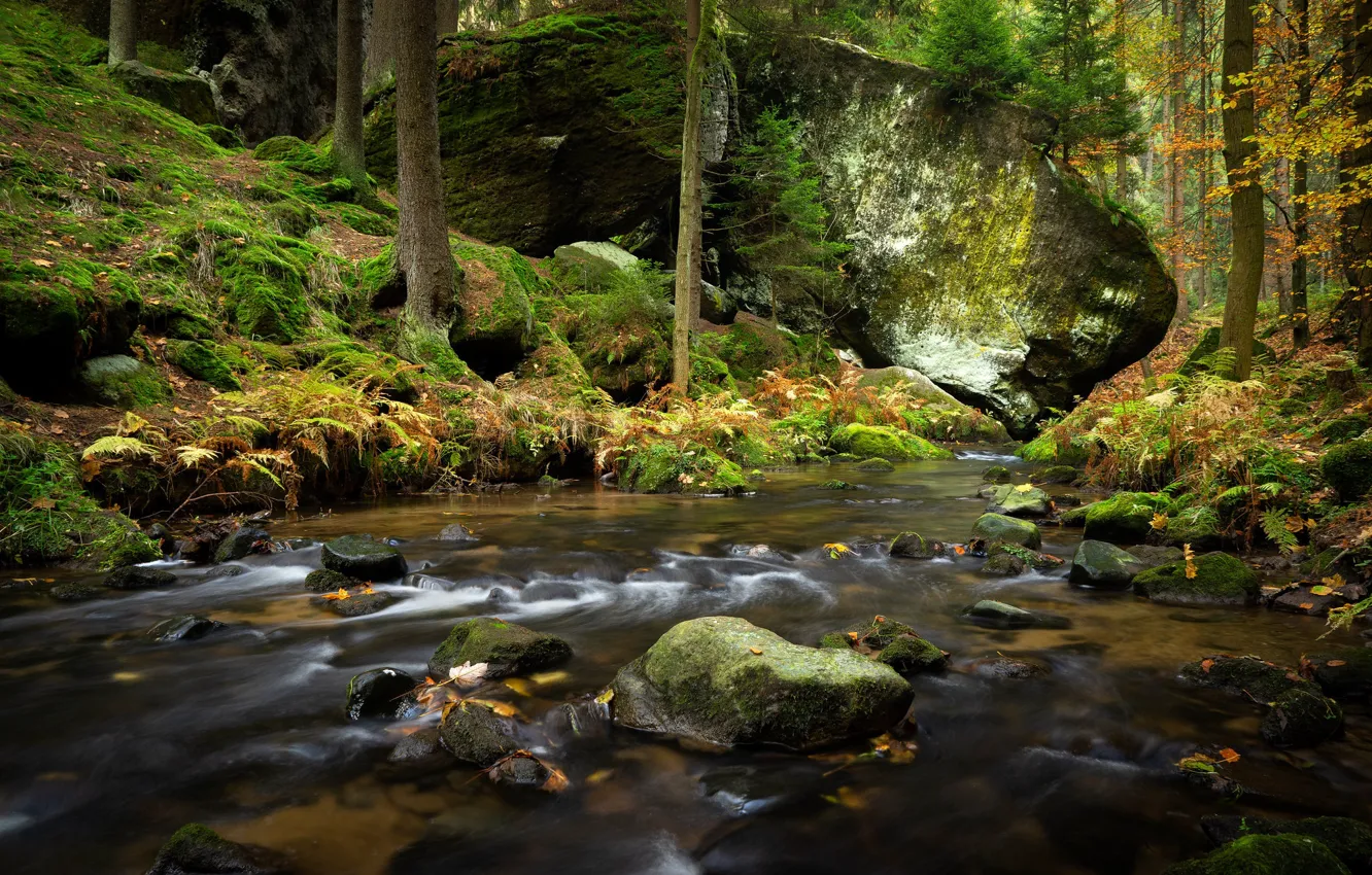 Photo wallpaper forest, stones, moss, Czech Republic, river