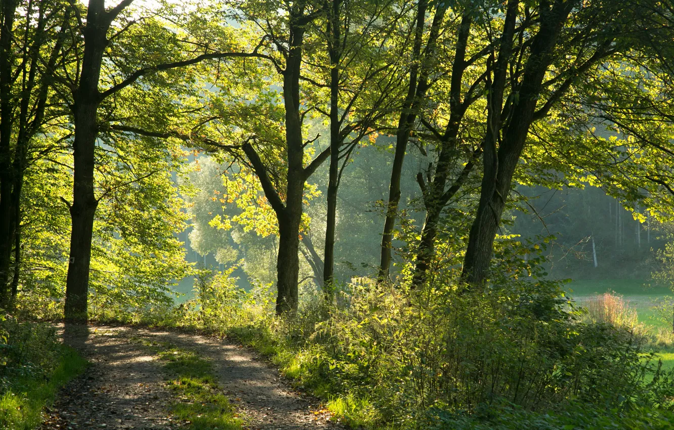 Photo wallpaper greens, forest, the sun, trees, Germany, Bayern, path