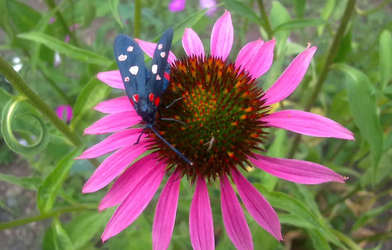 Photo wallpaper summer, flowers, heat, butterfly, July, Echinacea