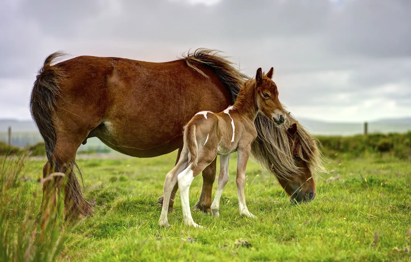 Photo wallpaper field, the sky, grass, overcast, horse, horse, horses, baby