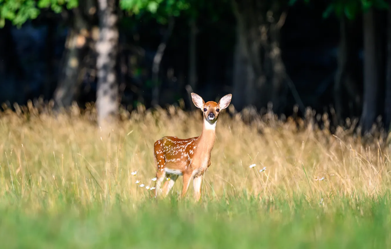 Photo wallpaper field, forest, summer, grass, look, light, trees, nature