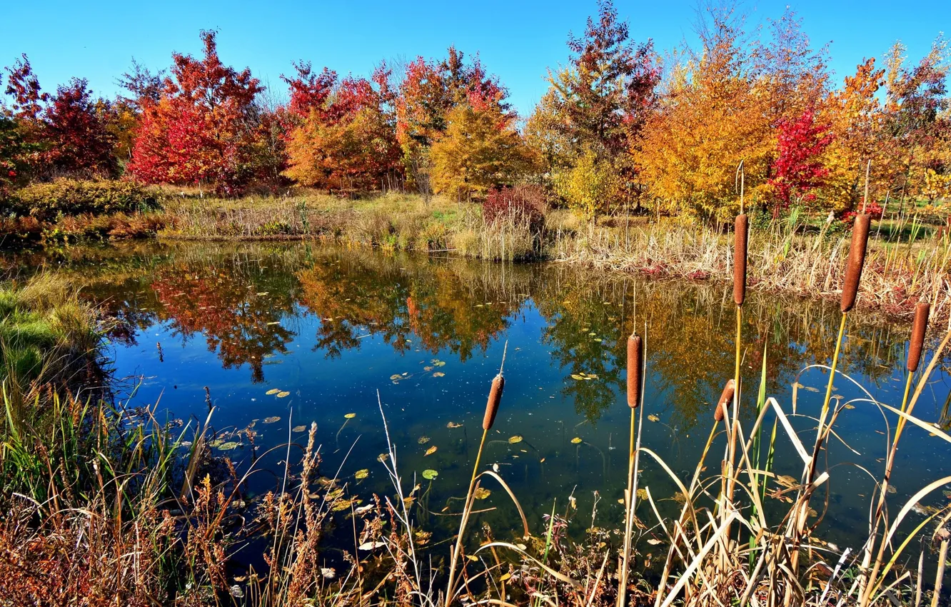 Photo wallpaper autumn, trees, lake, the reeds