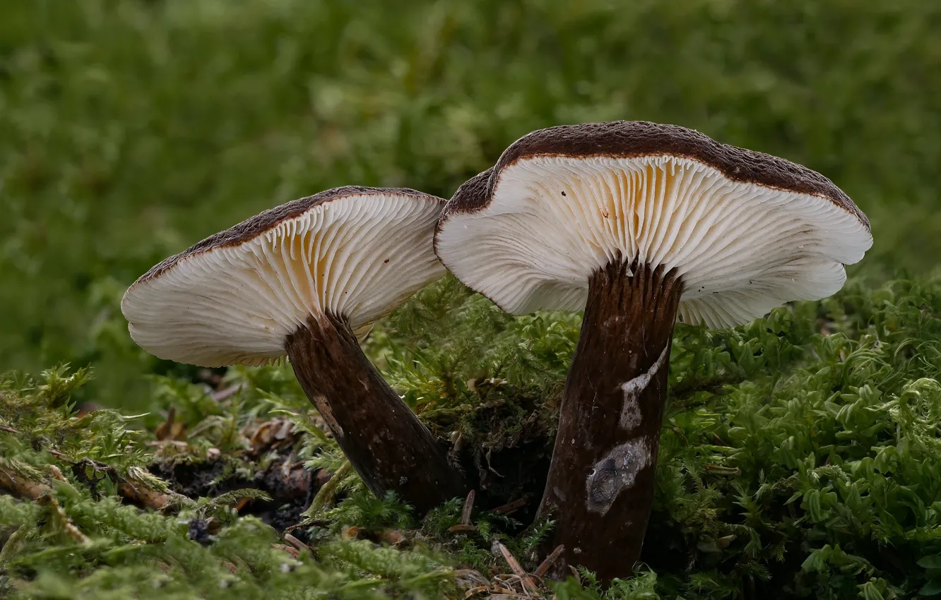 Photo wallpaper autumn, mushrooms, mokuton