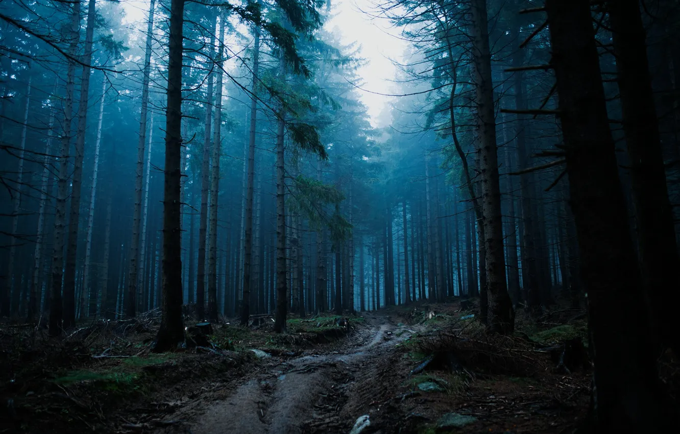 Photo wallpaper forest, trees, nature, fog