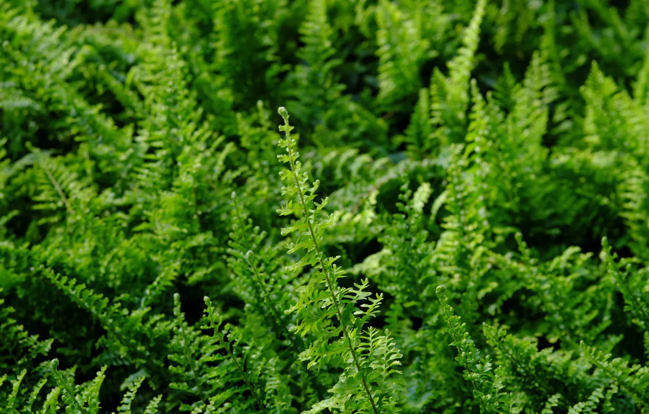 Photo wallpaper greens, grass, flowers, nature