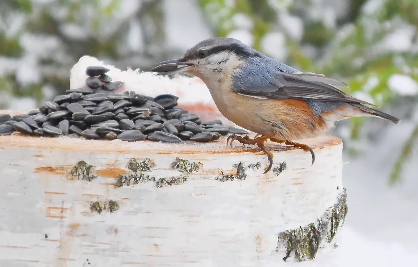 Photo wallpaper winter, nature, bird, nuthatch, photohunt