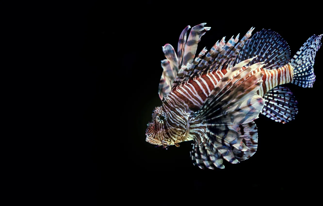 Photo wallpaper sea, fish, fish, black background, underwater world, zebra winged cat